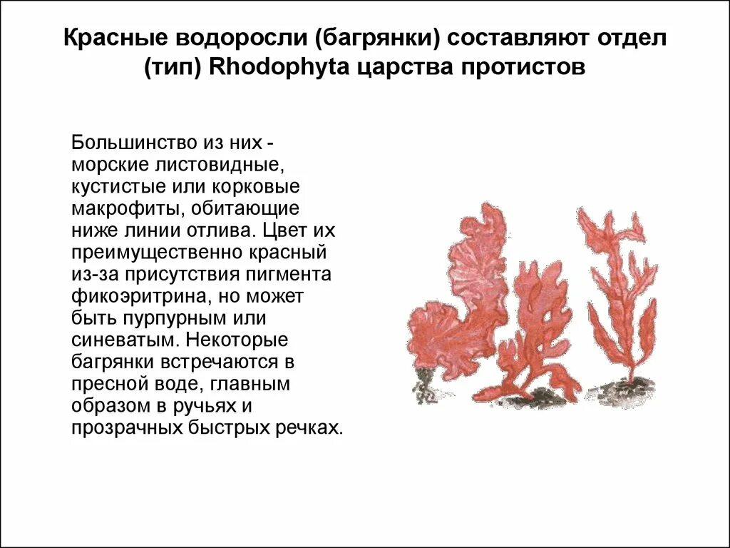 Почему водоросли красные