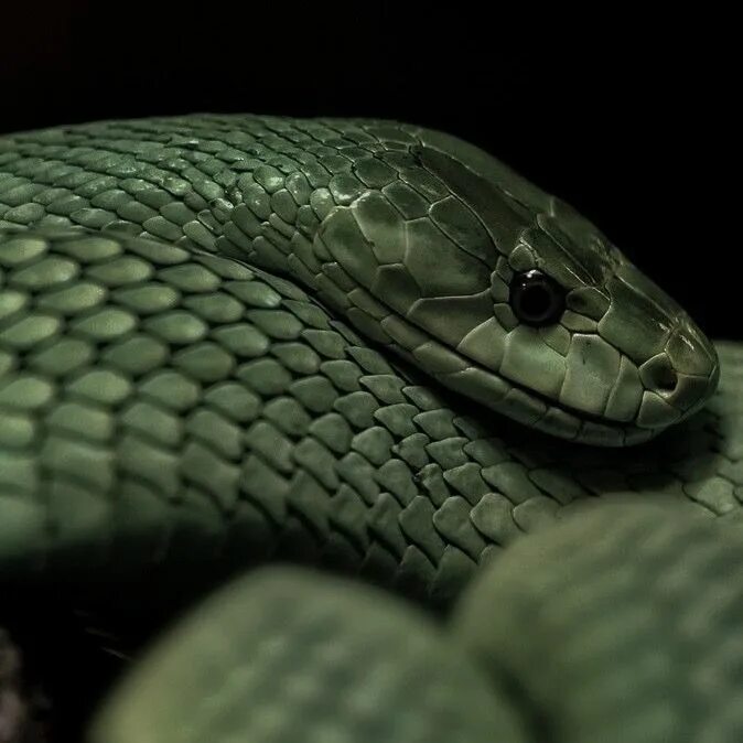 Голубая куфия гадюка. Змеи Эстетика Слизерин. Змея темно зеленая Слизерин. Slytherin змеи. Змею много много черных