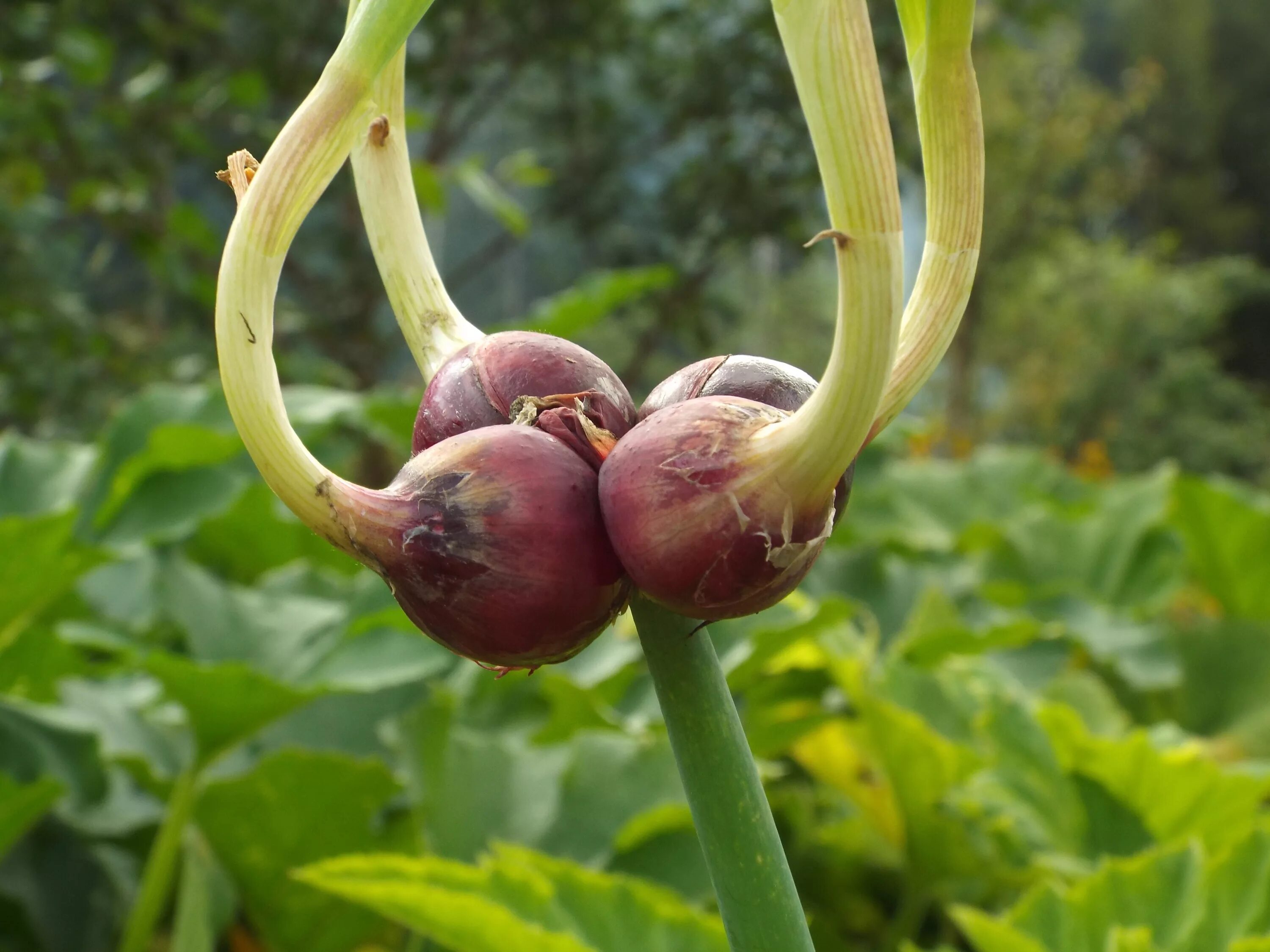 Лук многоярусный Ликова. Лук Египетский многоярусный. Лук многоярусный Allium proliferum. Лук бульбочки. Шагающий лук