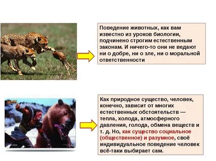 4 социальное поведение животных