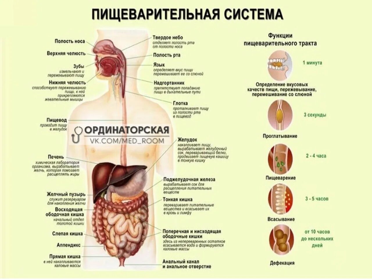 Таблица по пищеварению 8 класс биология. Зубы относятся к пищеварительной системе. Инфографика пищеварительная система. Инфографика по пищеварительной системе. Плакаты по пищеварительной системе.