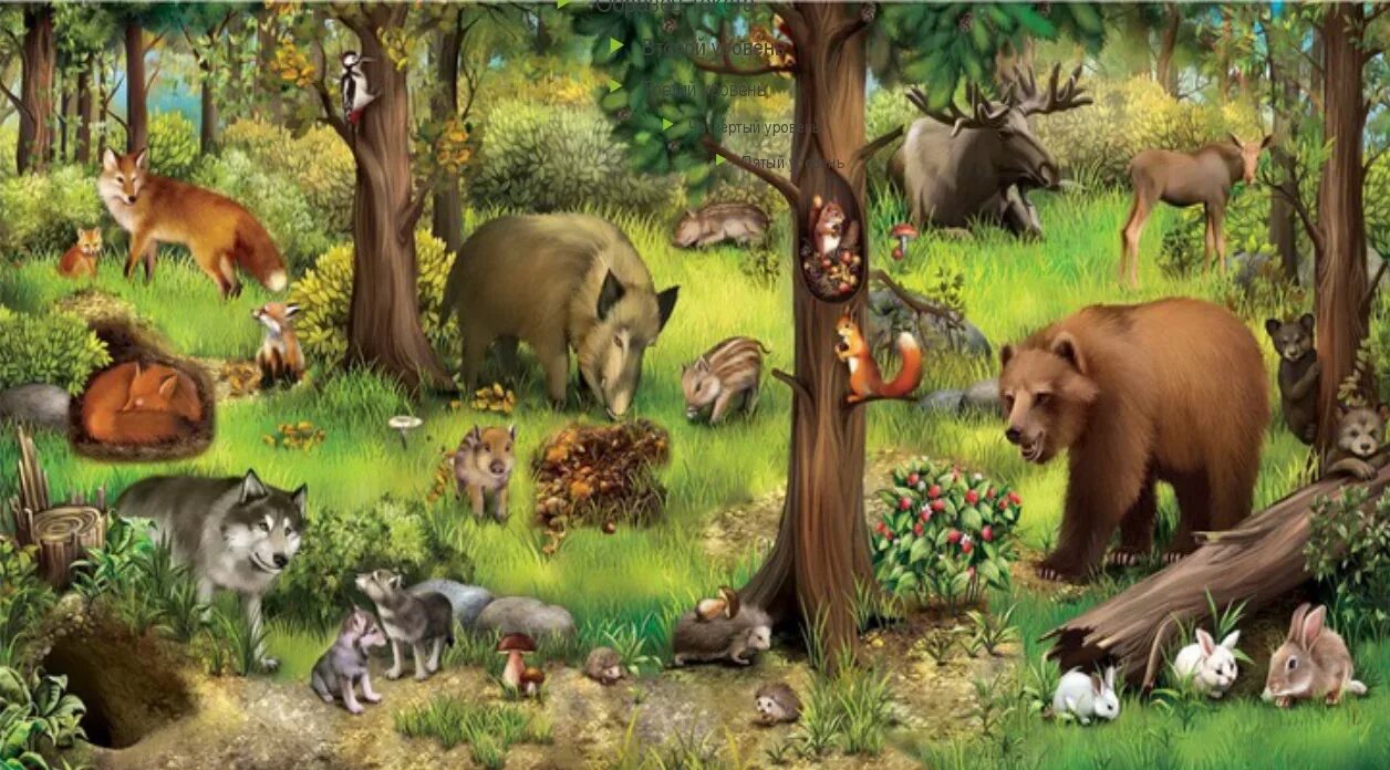 Лес с дикими животными. Жители леса. Лесные жители. Лесные звери в лесу.