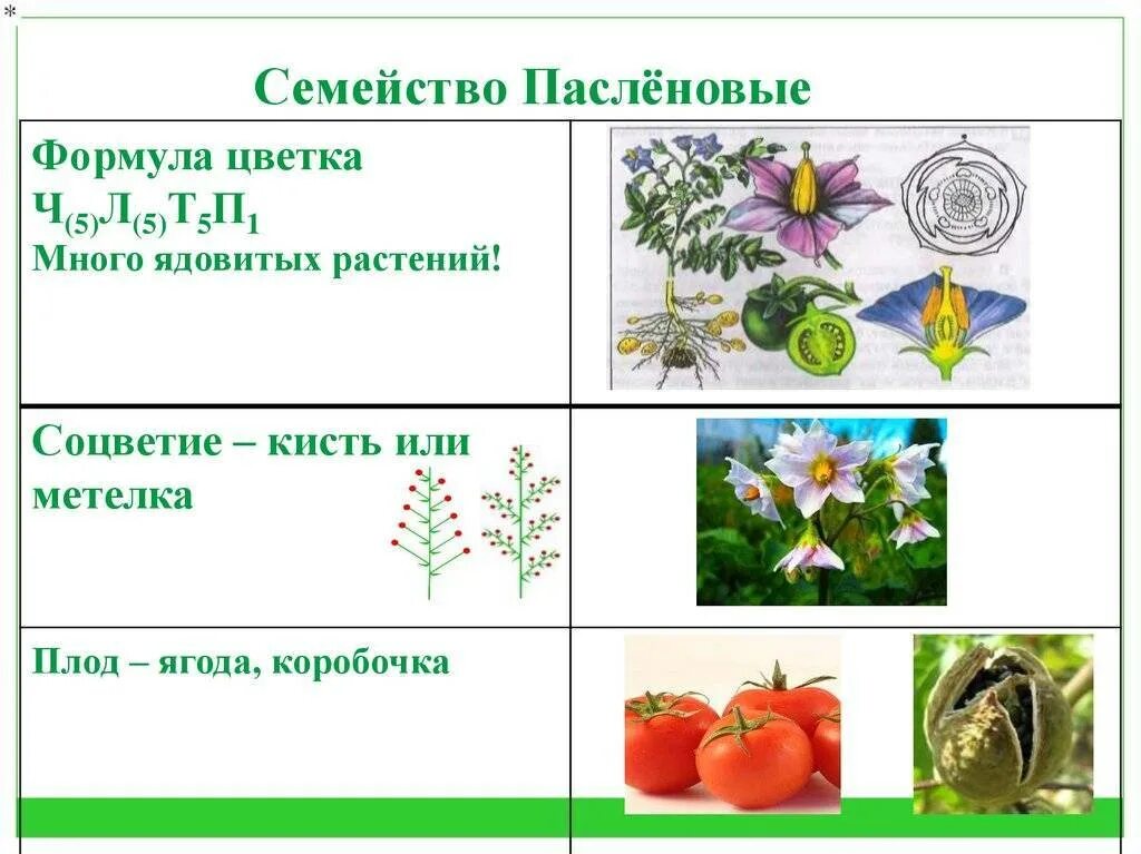 Пасленовые формула цветка соцветие плод представители. Формула цветка пасленовых растений. Характеристика семейства Пасленовые. Характеристика паслёновых формула цветка.