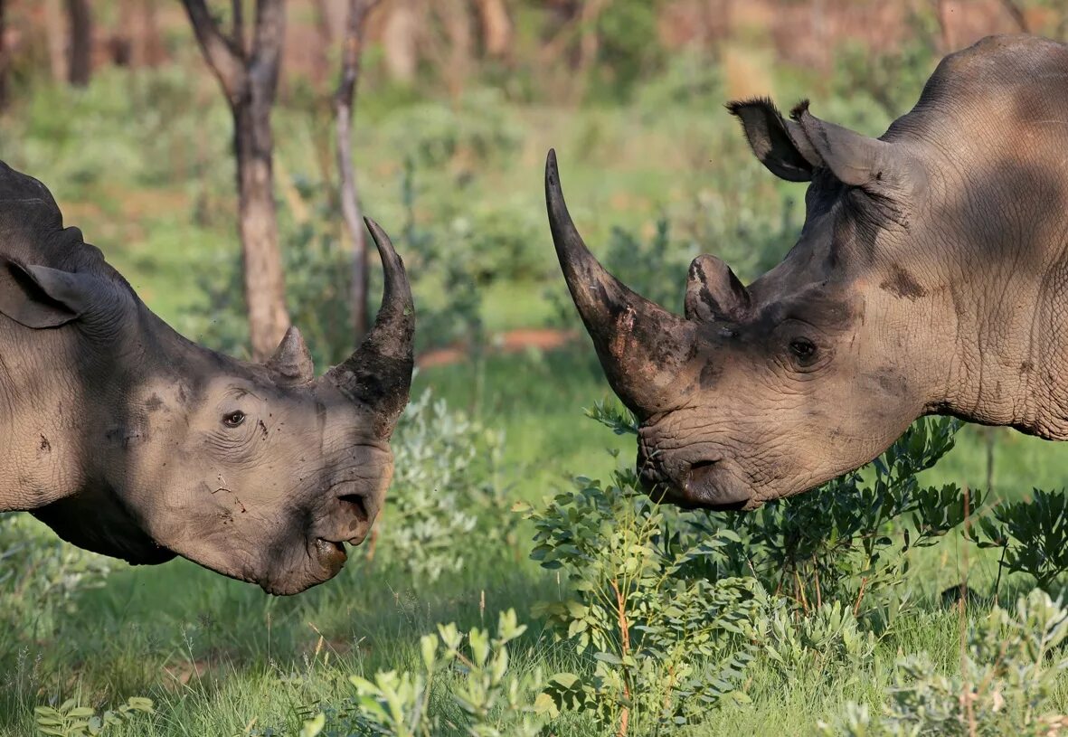 Самка носорога.