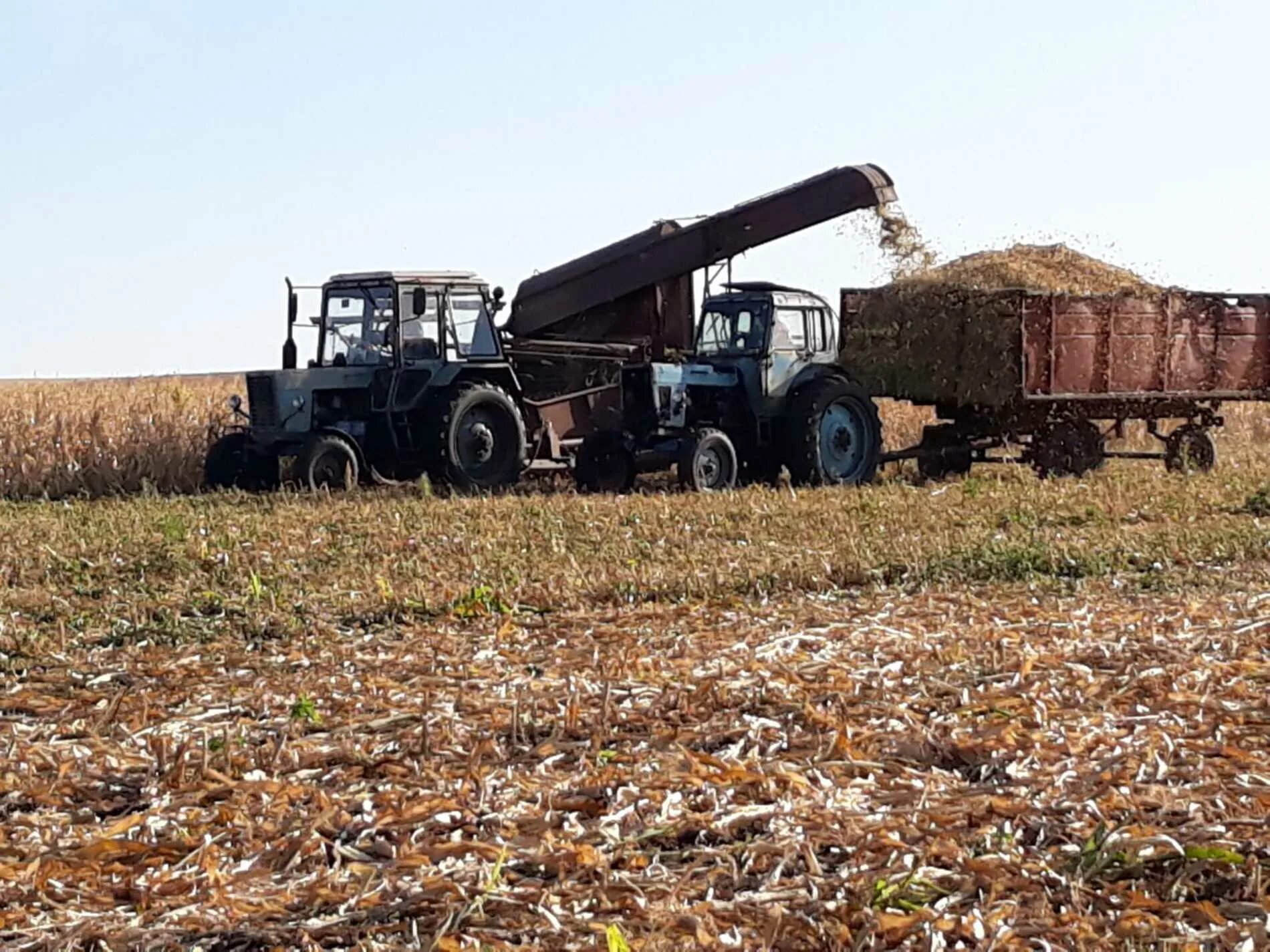 сельское хозяйство новоспасского района ульяновской области. уборка овощей. уборка пшеницы комбайном кубань. работа уборка урожая. собираем урожай.