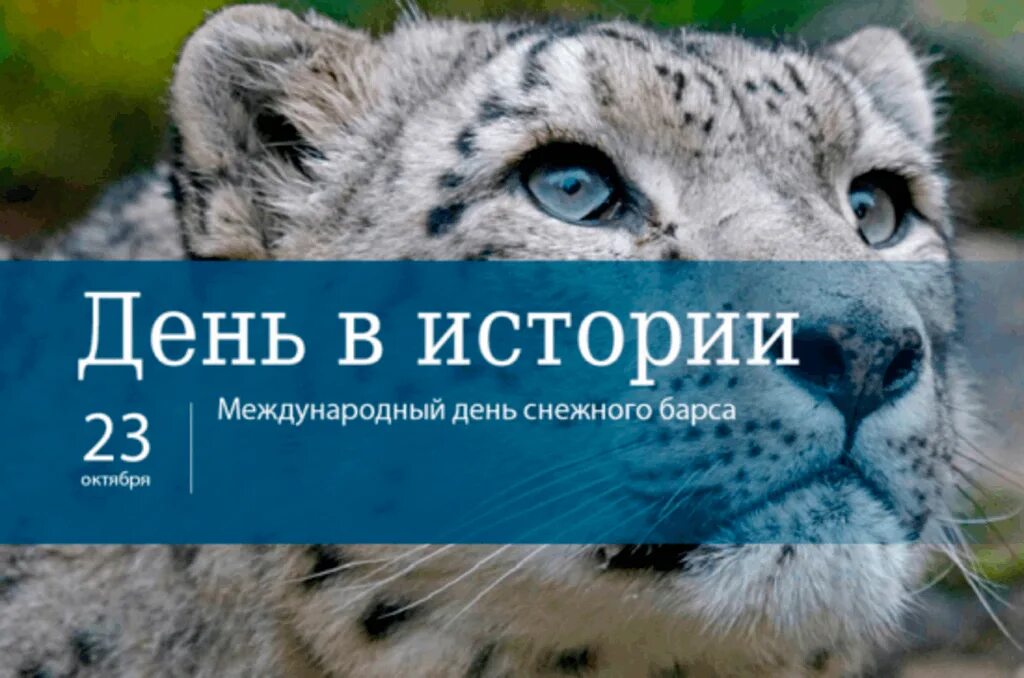 Снежный Барс 23 октября. Международный день снежного Барса. Снежный Барс открытка. Международный день снежного Барса 23. Книга россии снежный барс