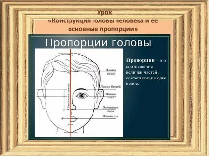 Пропорции головы человека
