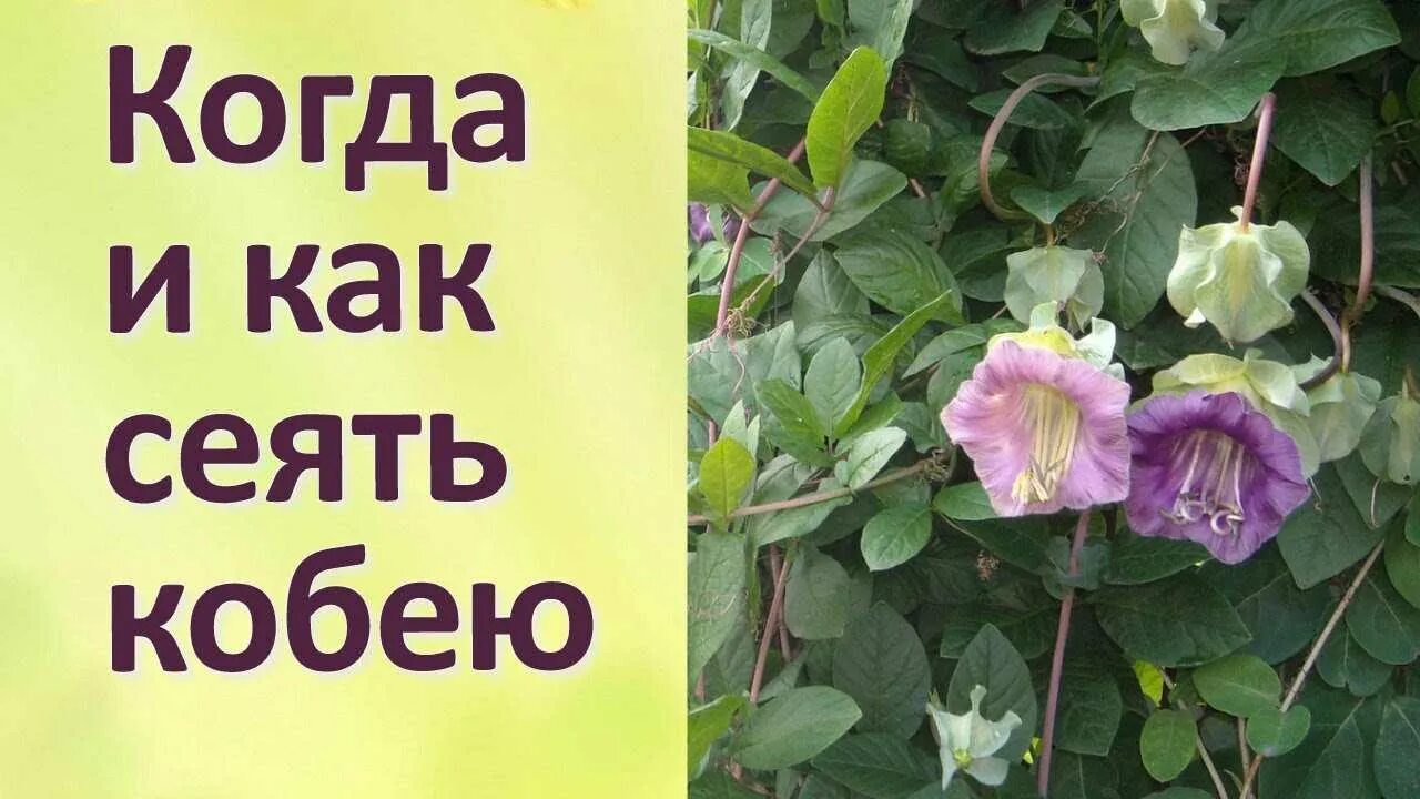 Вьюн кобея лазающая. Кобея лазающая семена. Кобея лазающая рассада.