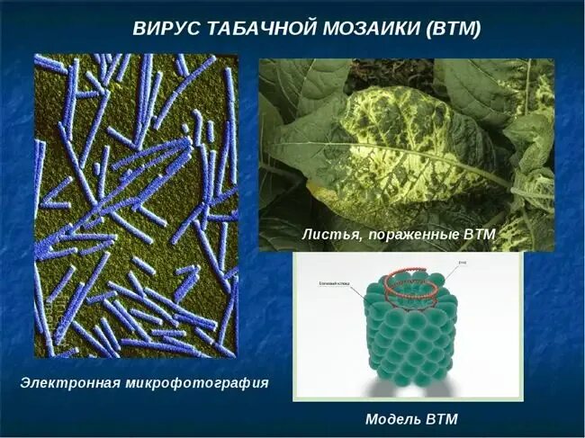 Столбняк туберкулез мозаичная болезнь табака. ВТМ вирус табачной мозаики. Палочковидная (вирус табачной мозаики). Растение зараженное вирусом табачной мозаики. Мозаичная болезнь табака вирус.