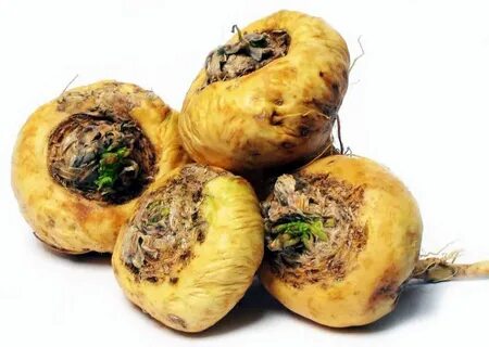 Maca