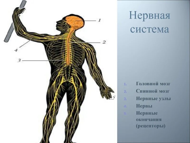 Нервные узлы. Нервная система человека. Нервы и нервные узлы. Ганглии нервной системы человека.