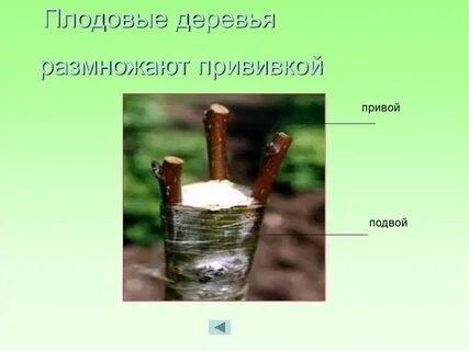 Размножение деревьев