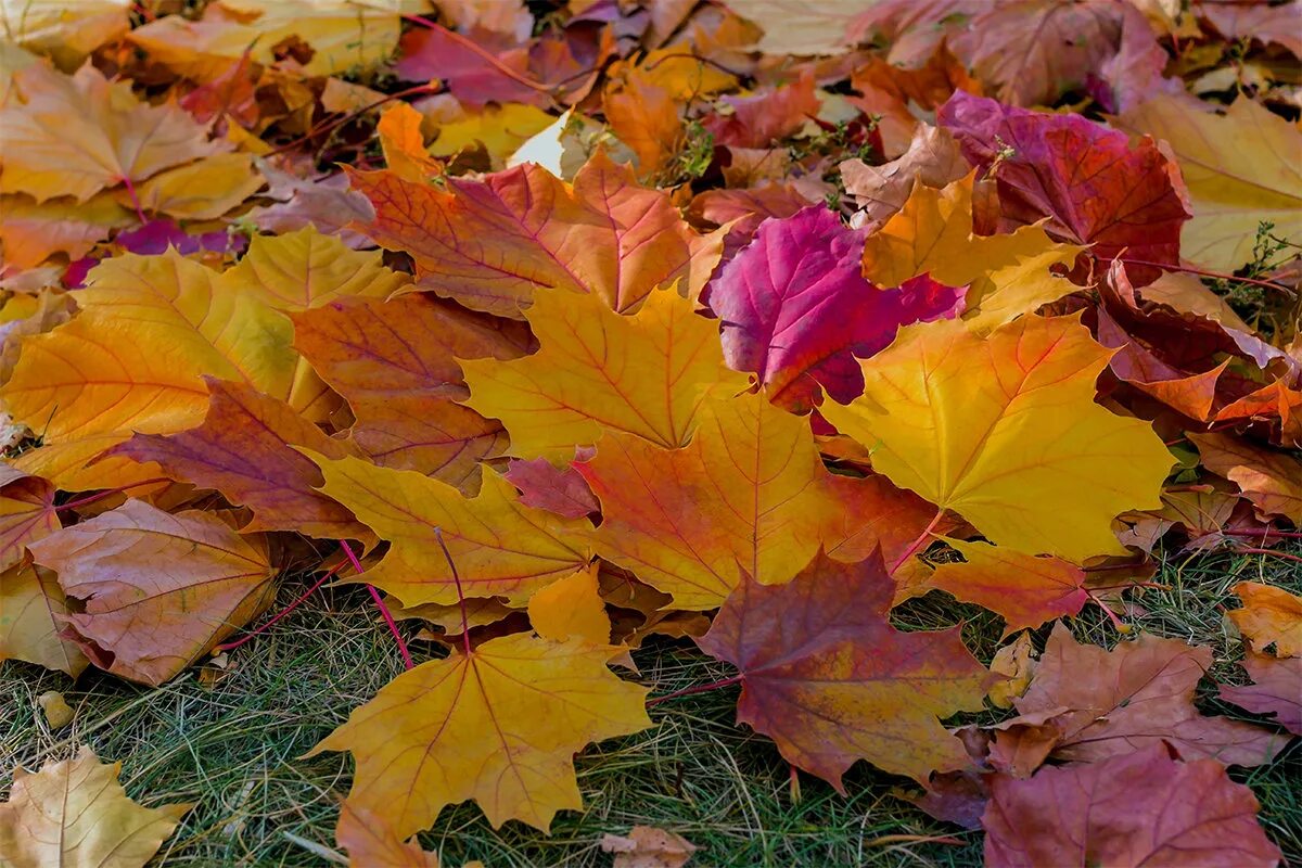 Вот и пришла разноцветная осень. Разноцветные листья. Осенние листья. Осенние листья на земле. Осень опавшие листья.