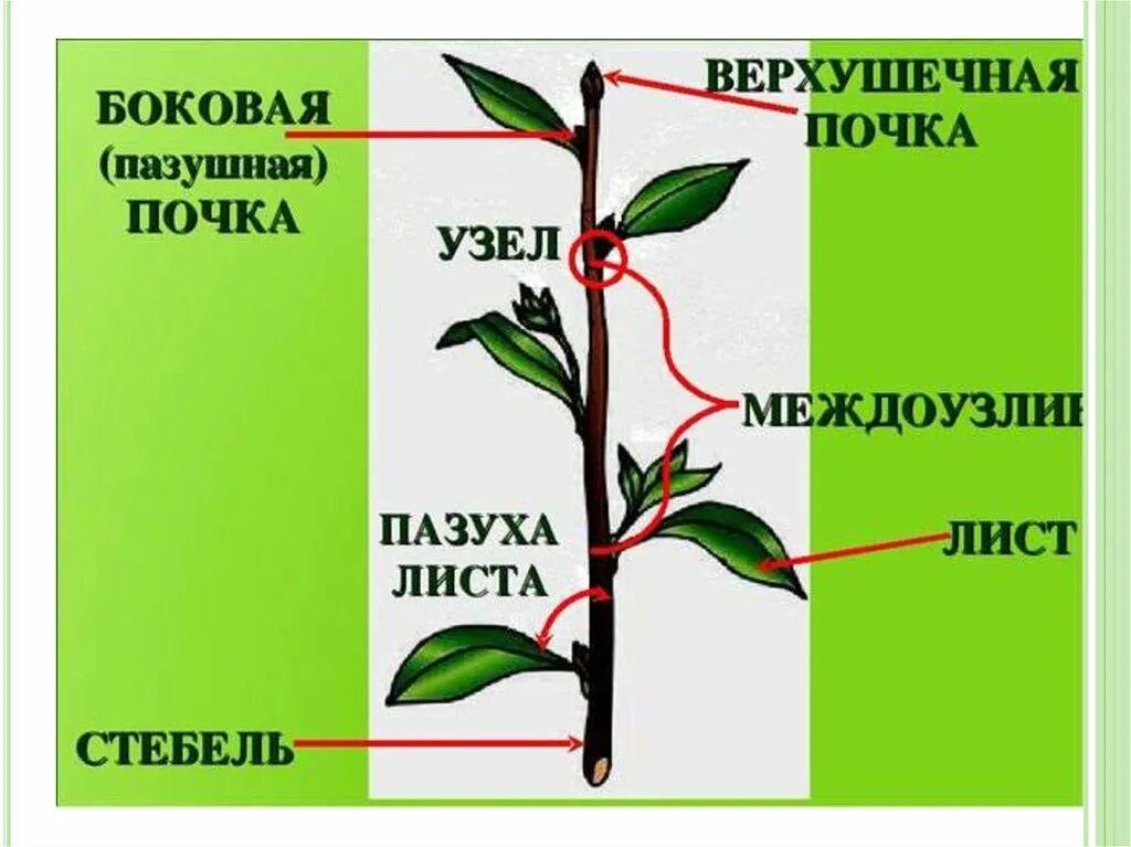 Междоузлия и черешки листьев. ПАЗУШНАЯ почка побег стебель. Стебель ПАЗУШНАЯ почка узел. Стебель верхушечная почка междоузлие.