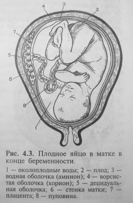 Плодные оболочки плода человека. Послед: плацента, пуповина, оболочки плода. Плодные оболочки плода плацента пуповина. Строение плодных оболочек.