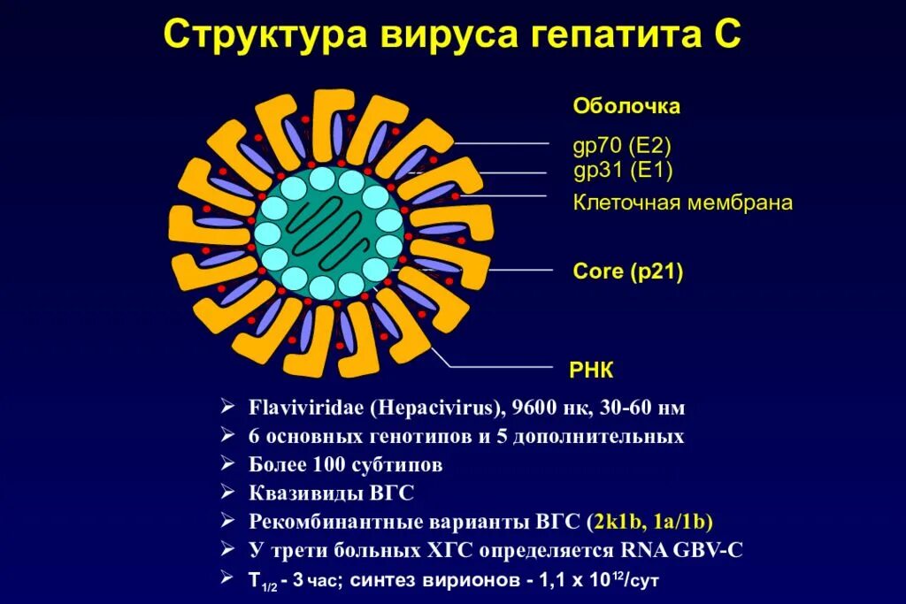 Вирус гепатита g строение. Строение вируса гепатита б. Строение вируса гепатита ц. Вирус гепатита б строение вируса. Сколько живет вирус гепатита