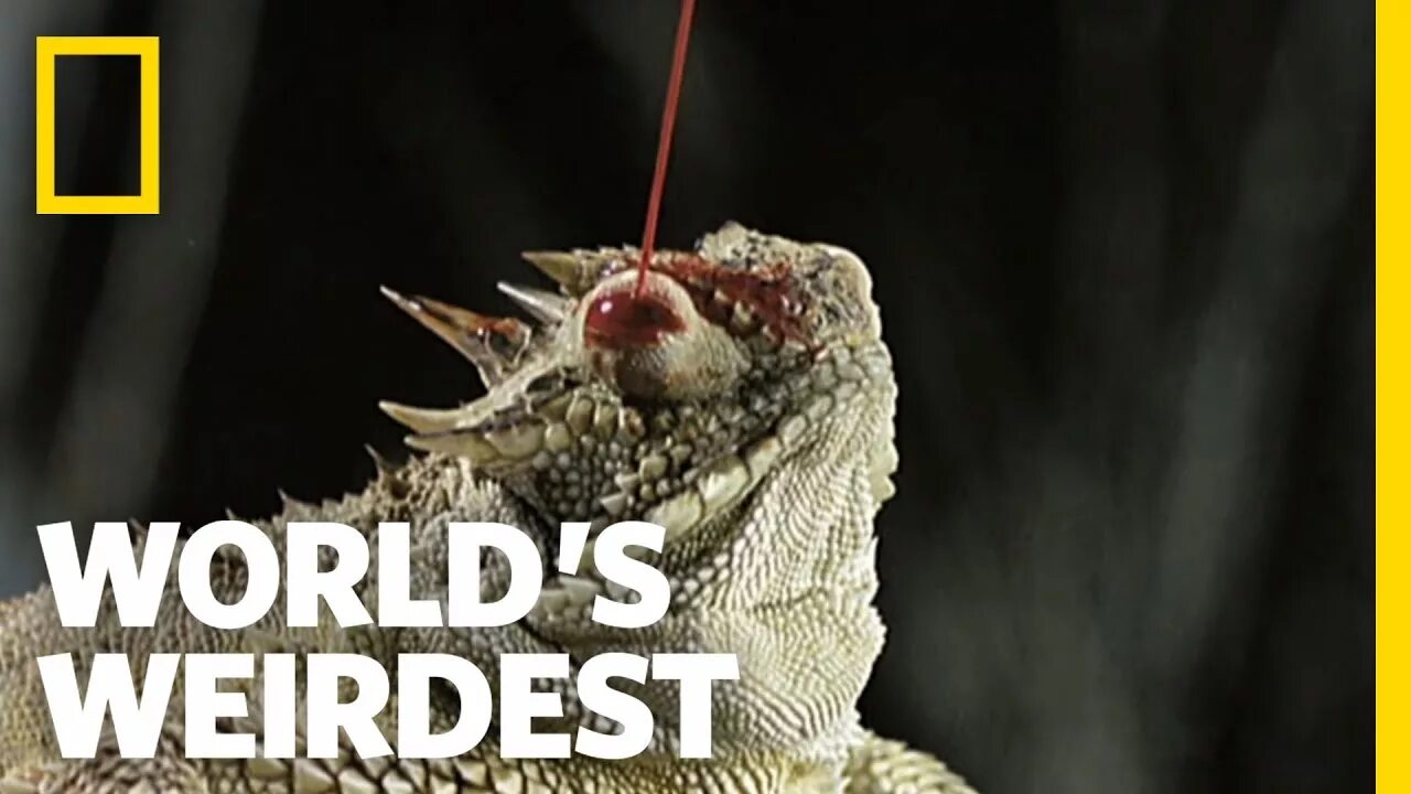 World's weirdest. Nat geo Wild лягушка Оса кровь. Horned Lizards squirt Blood from their Eyes. Spiked Lizards shoot Blood from their Eyes.