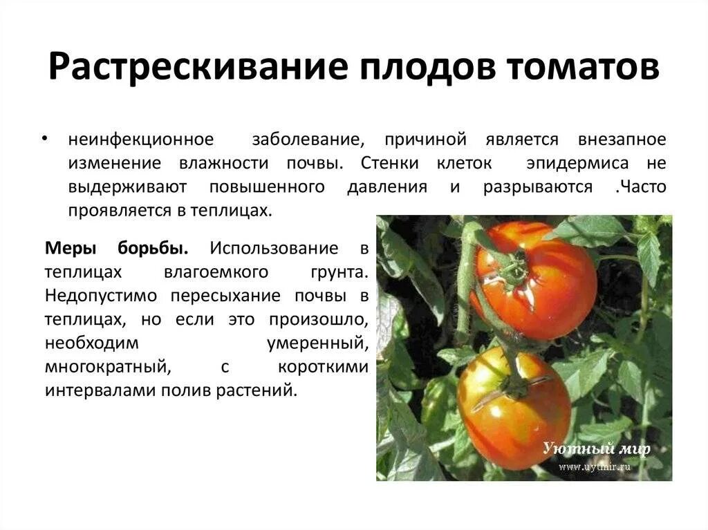 Растрескивание плодов томата. Болезни томатов. Болезни плодов томатов. Симптомы неинфекционных болезней томатов. Болезни томатов в теплице описание с фотографиями