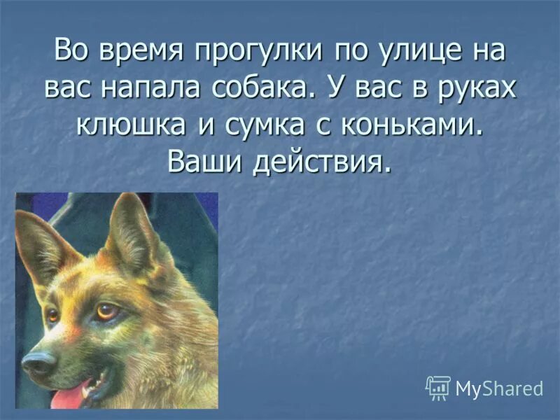 если на вас напала собака. действия если напала собака. во время прогулки напала собака ваши действия. действия при нападении собаки. если на вас напала собака.
