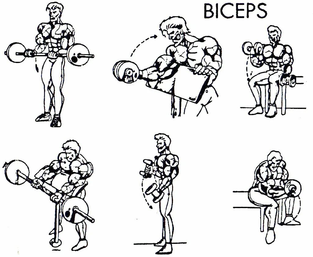 Упражнения на бицепс. Упражнения на бицепс в зале. Базовые упражнения на бицепс. Упражнения на бицепс в тренажерном зале для мужчин.