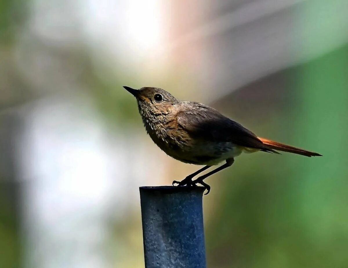 Обыкновенная горихвостка (Phoenicurus Phoenicurus). Мухоловка горихвостка птица. Обыкновенная горихвостка птицы Европы. Горихвостка-Чернушка пение.