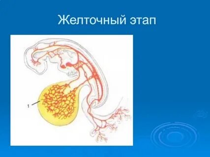 Желточного протока