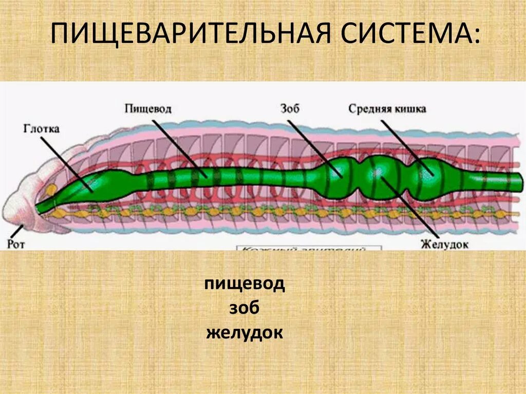 Сквозной кишечник у червей. Пищеварительная система круглых червей рисунок. Пищеварительная система круглых червей 7. Круглые черви строение систем. Черви круглые строение типы систем.