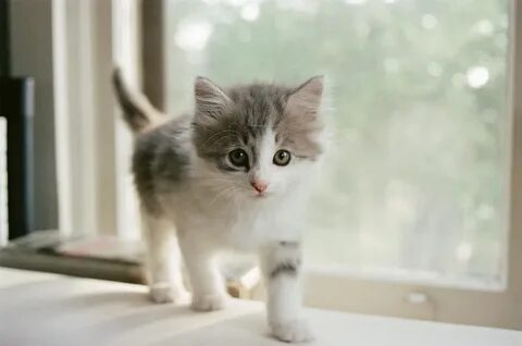 Котенок лайк малыш