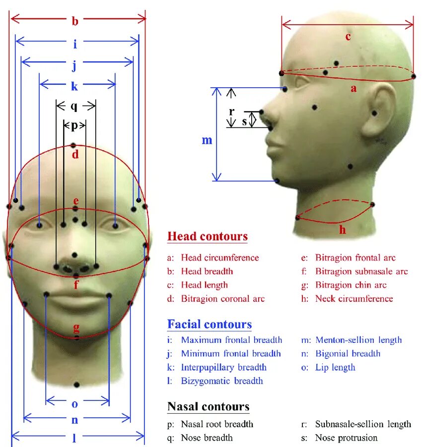 Схема замера головы. Габариты головы. Head measurement size. Измерение головы веревочкой. Леонардо золотое сечение пропорции лица.