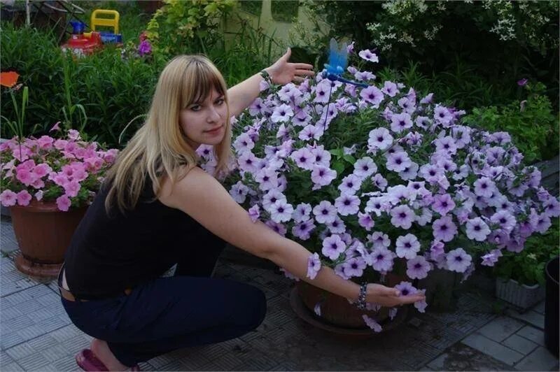Тайдалов петунии