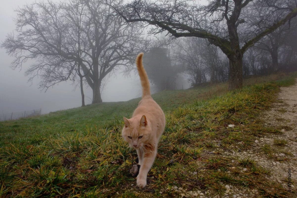 Кошка гуляет. Коты гуляют. Кот на прогулке. Котик гуляет на улице. Гуляющая кошка песня