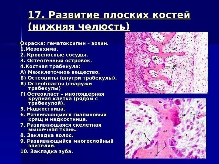 Костная соединительная ткань строение. Продольный срез трубчатой кости гистология препарат. Пластинчатая костная ткань остеон гистология. Препарат плоской кости. Препарат плоской кости.