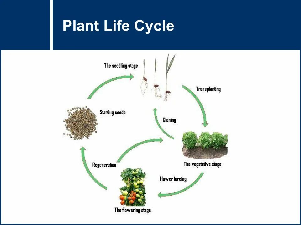 Plant Life Cycle. Plant Life Cycle for Kids. Flower Life Cycle. Plants Life Cycle Lesson Plans. Plant cycle