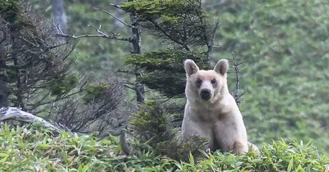 Silver bears