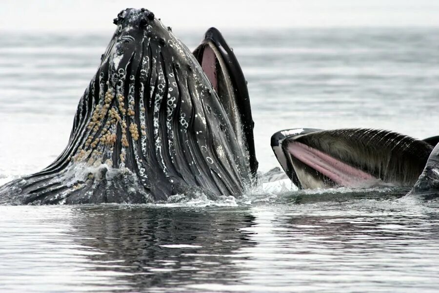 Китовые балянусы.