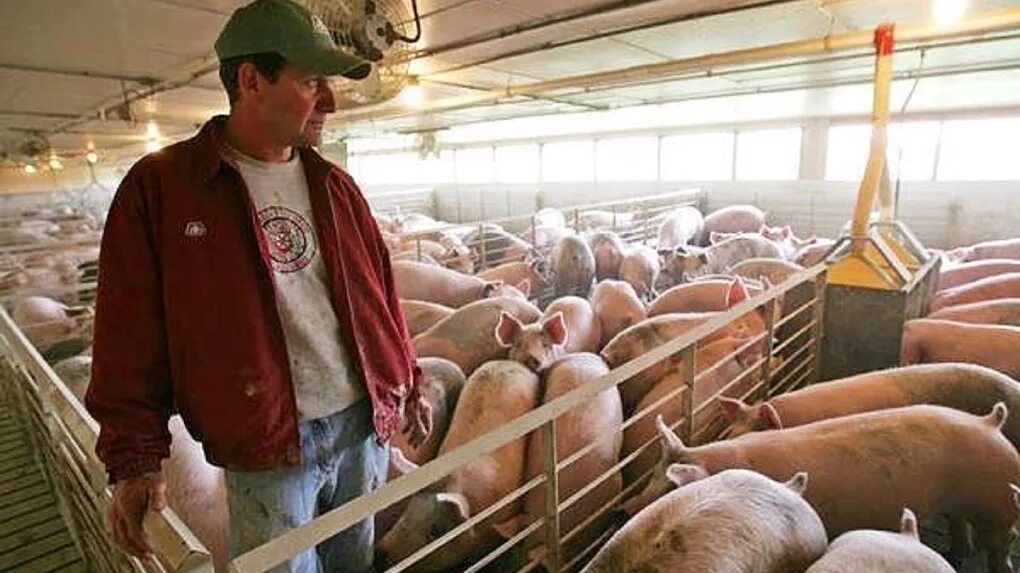 Животноводство свиноводство. Мархинский свинокомплекс якутск. Свинокомплекс черкизово воронежская область. Пандемия свиного гриппа 2009. Свиньи на свинокомплексе.