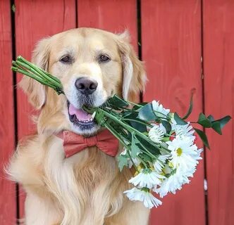 Собака с букетом цветов Buket-msk.ru