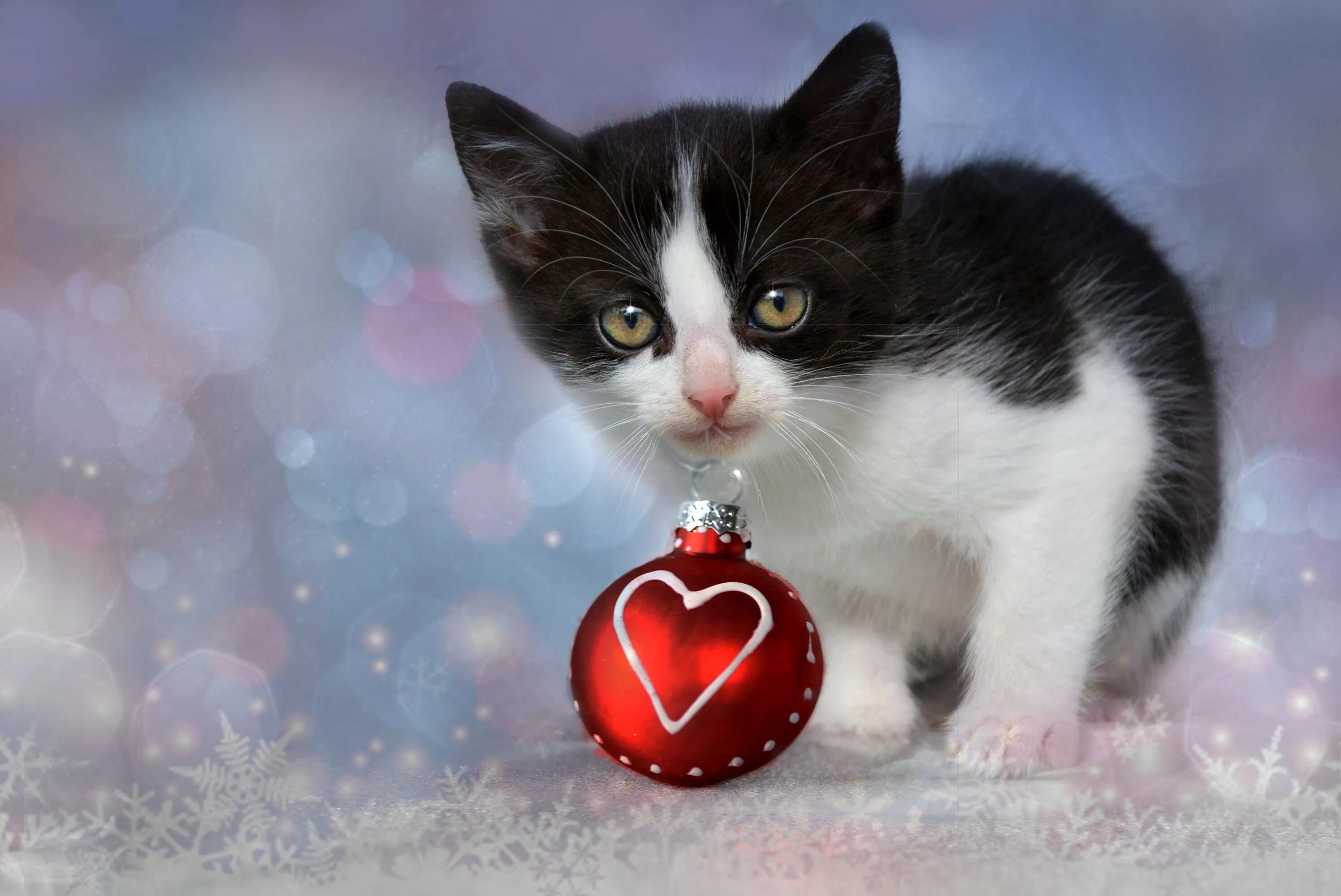 Сердечные коты