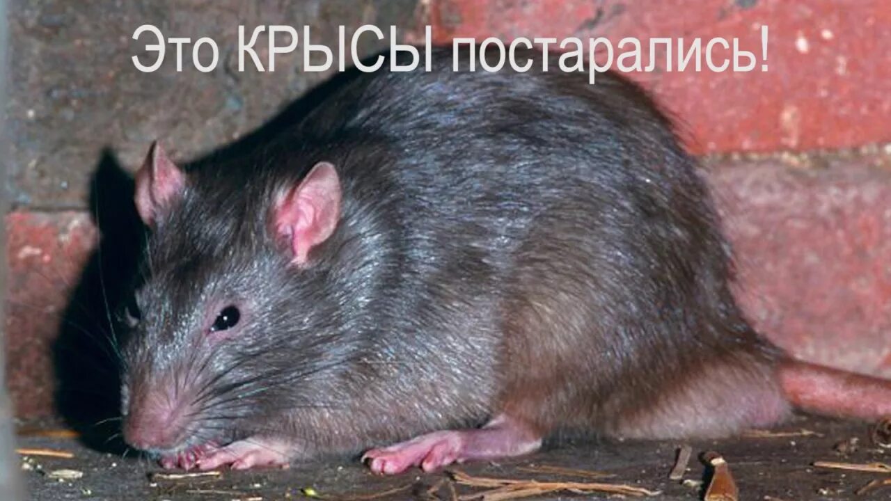 Крыса 9. Криса каламуш. серая большая крыса пасюк. тонкохвостая крыса.