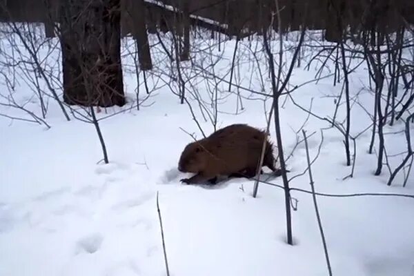 Бобры спят зимой. Бобры в Нижегородской области. Бобер зимой. Семья Бобров в зимнем лесу.