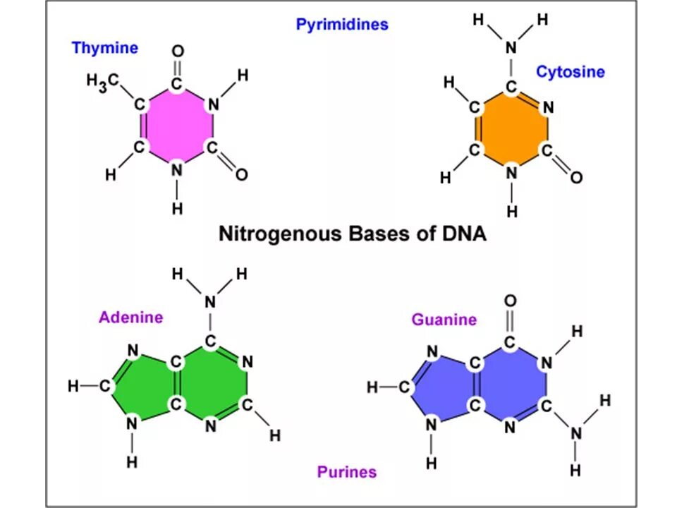 Bases at different. Nitrogenous bases dna. цитозин. гуанин урацил. dna structure nitrogenous base.