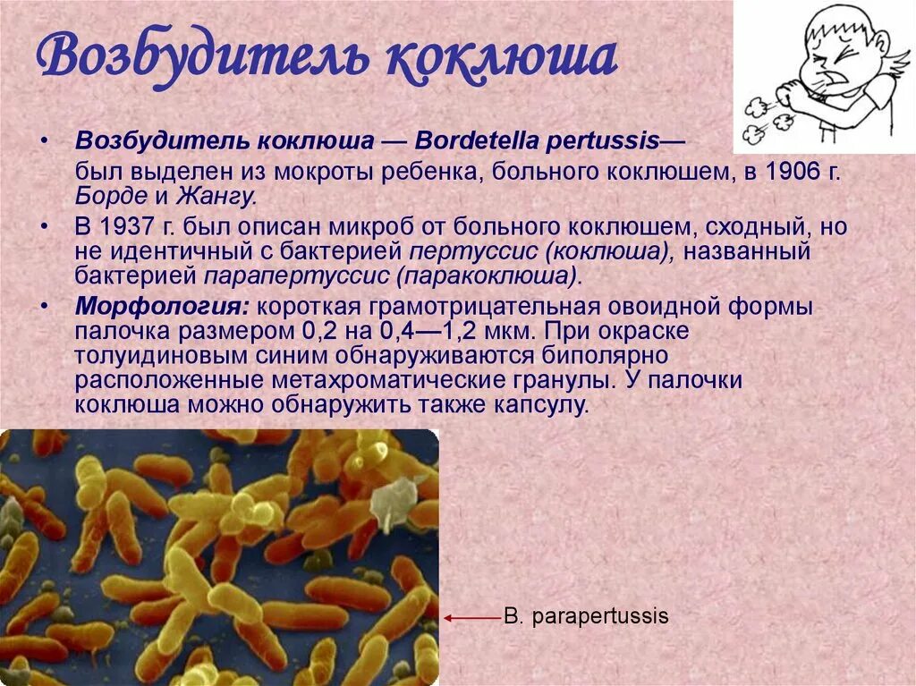 Pertussis коклюш. Бордетеллы коклюша морфология. Коклюш и паракоклюш возбудитель. Морфология бактерий коклюша. Коклюш и паракоклюш микробиология.