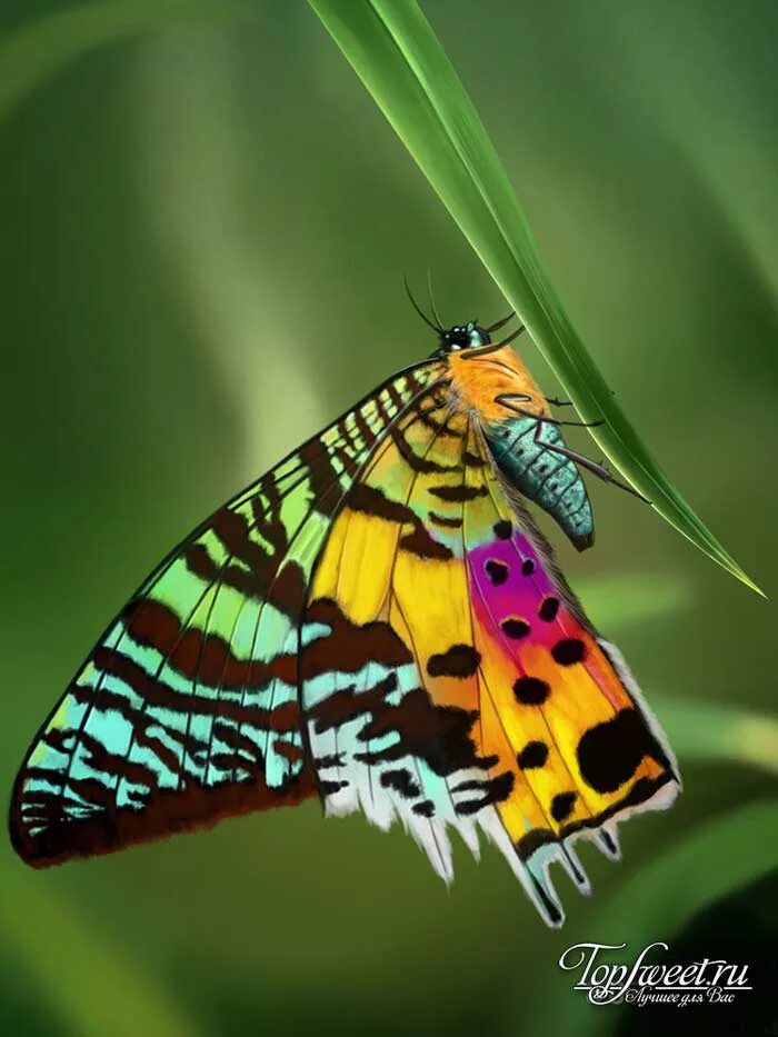 полиморфизм пестрокрыльницы. мотылёк крапчатый арлекин. чешуекрылые или бабочки lepidoptera. окраска бабочек часто. окраска бабочек часто.