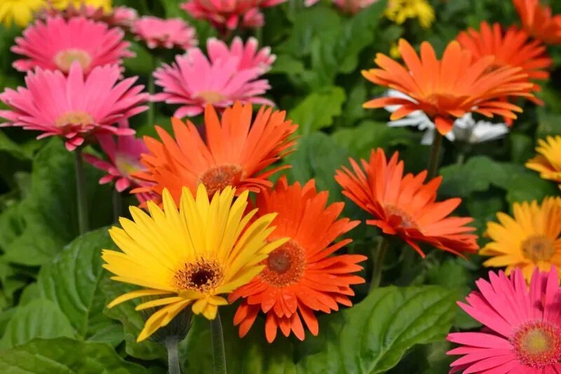 Gerbera Daisy. Гербера Спайдер. Гербера Holstein. Гербера в саду. Герберы значение