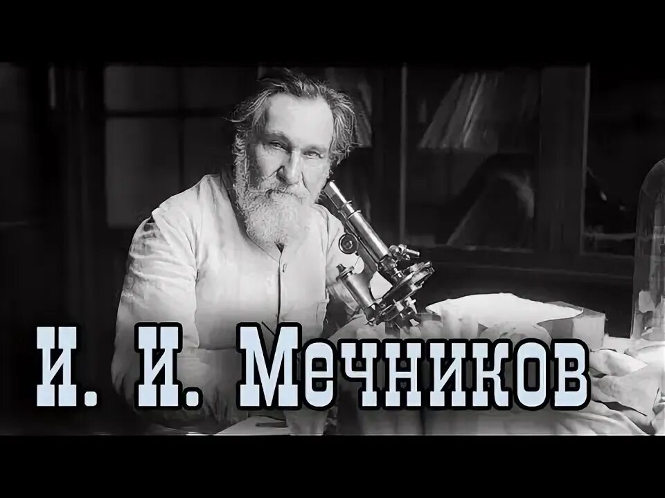 Имена великих мечников. Имена великих мечников. Ильи ильича мечникова (1845—1916). Мечников. Имена великих мечников.
