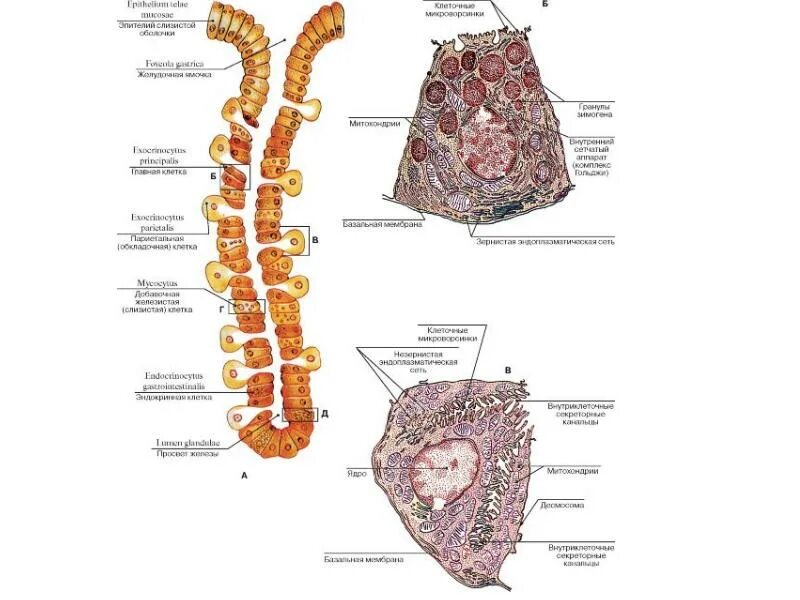 Железы желудка строение. Строение желез желудка гистология. Строение собственной железы желудка гистология. Строение фундальной железы гистология. Клетки фундальных желез желудка гистология.