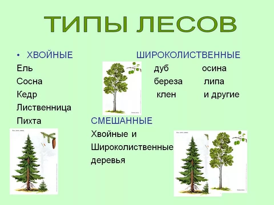 Какие есть группы лесов. Ель пихта сосна кедр лиственница. Типы лесов. Лейс виды. Хвойные лиственные и смешанные леса.