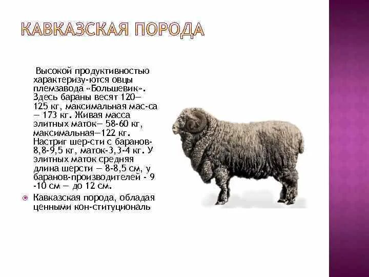 Баран 120 кг порода. Живой вес годовалого барана. Вес среднего барана живым. Вес барана в среднем живой. Сколько вес барана