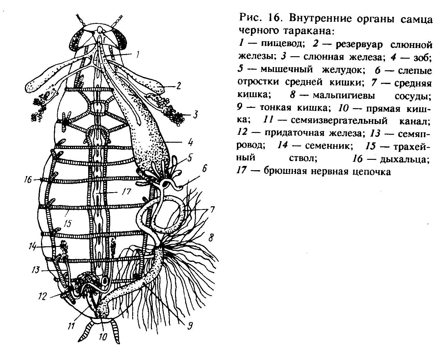 Внутренне строение черного таракана. Схема внутреннего строения таракана. Внутреннее строение самца черного таракана. Строение таракана схема. Насекомое работающая на органы