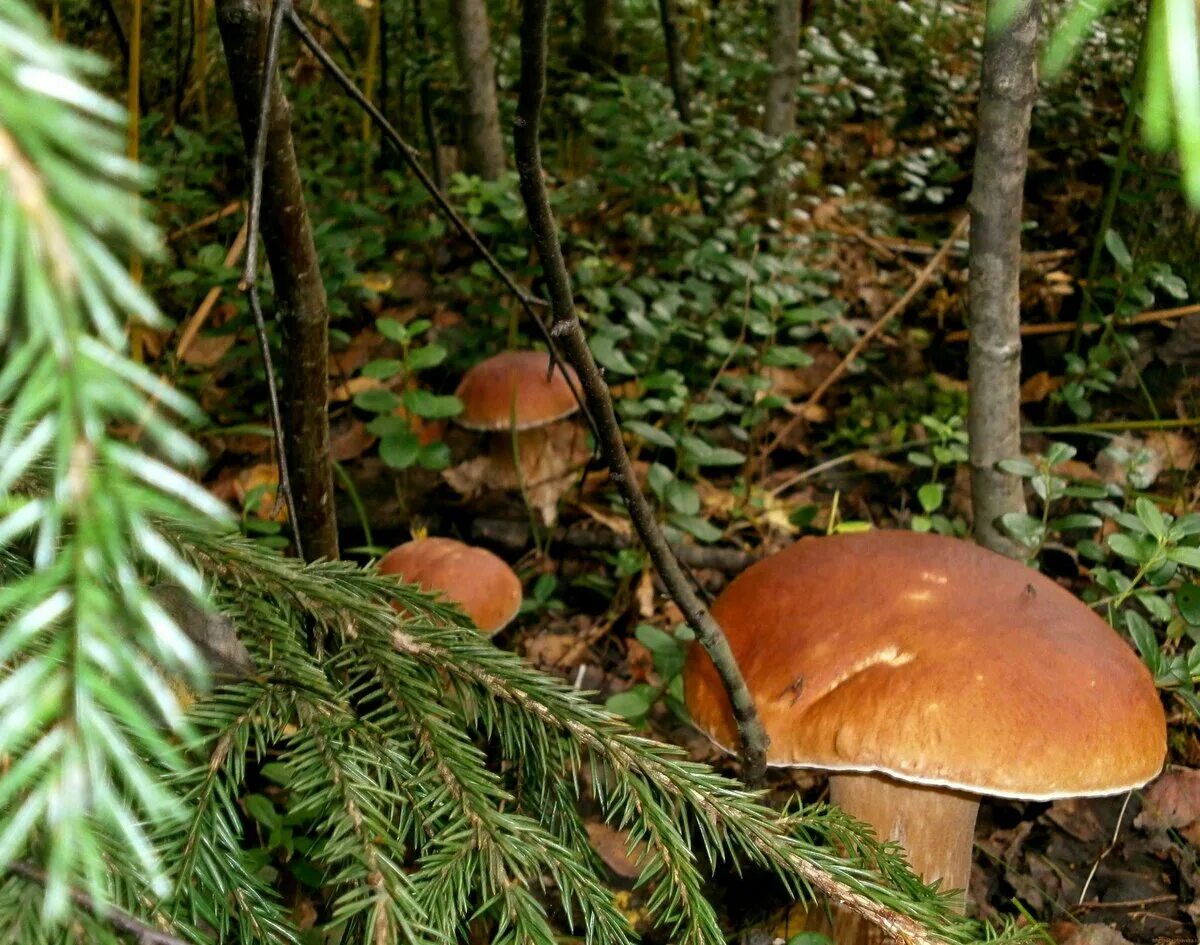 липкий гриб под елкой. подосиновик еловый. белый гриб. грибы в ельнике. боровик сосновый, боровик еловый.